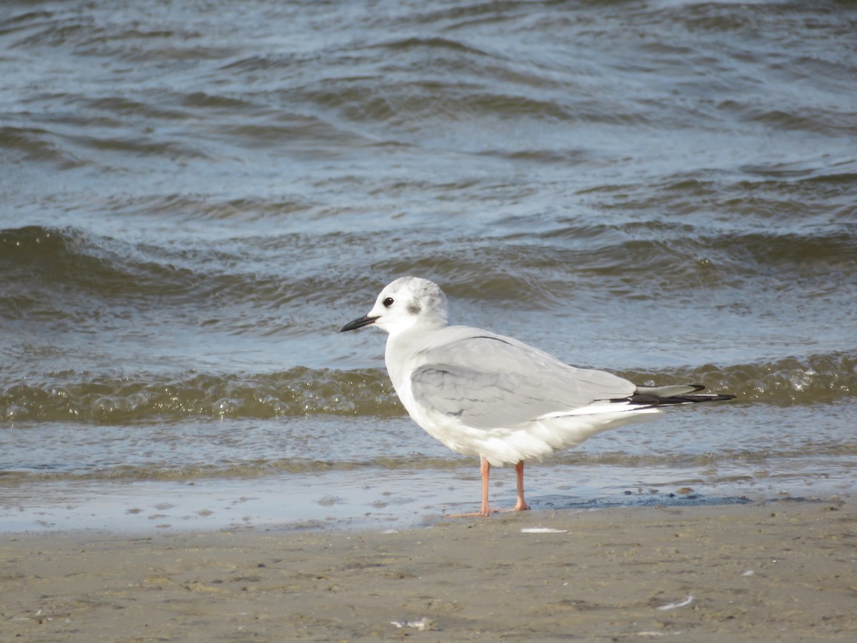 Mouette de Bonaparte - ML615840405