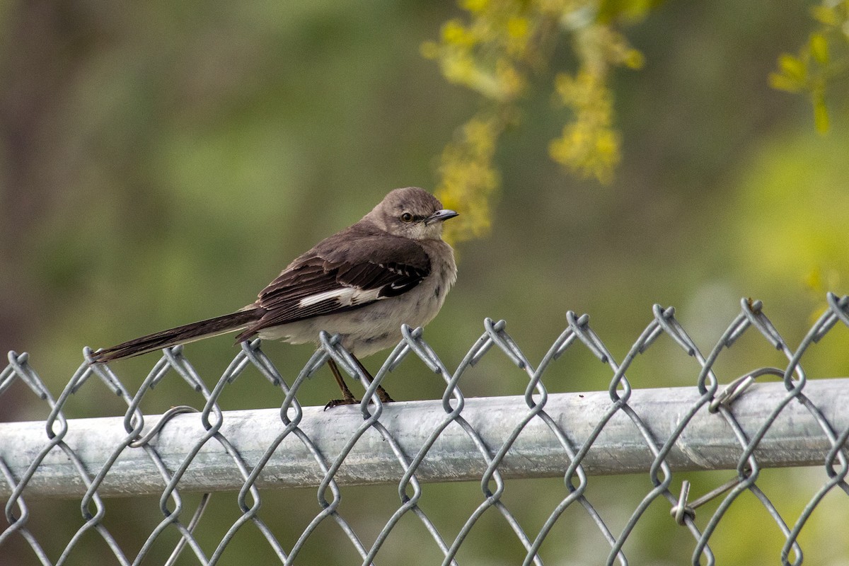 Northern Mockingbird - ML615840432