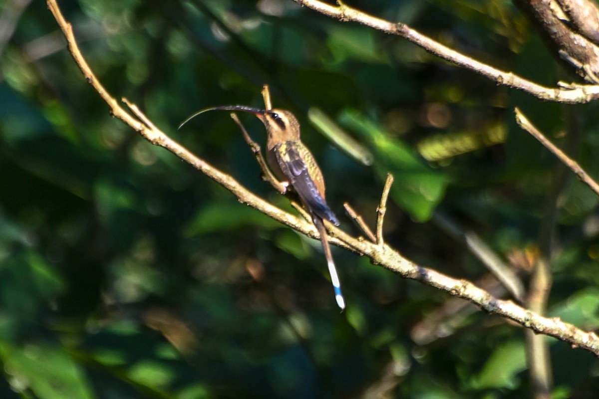 kolibřík Pretreův - ML615840433