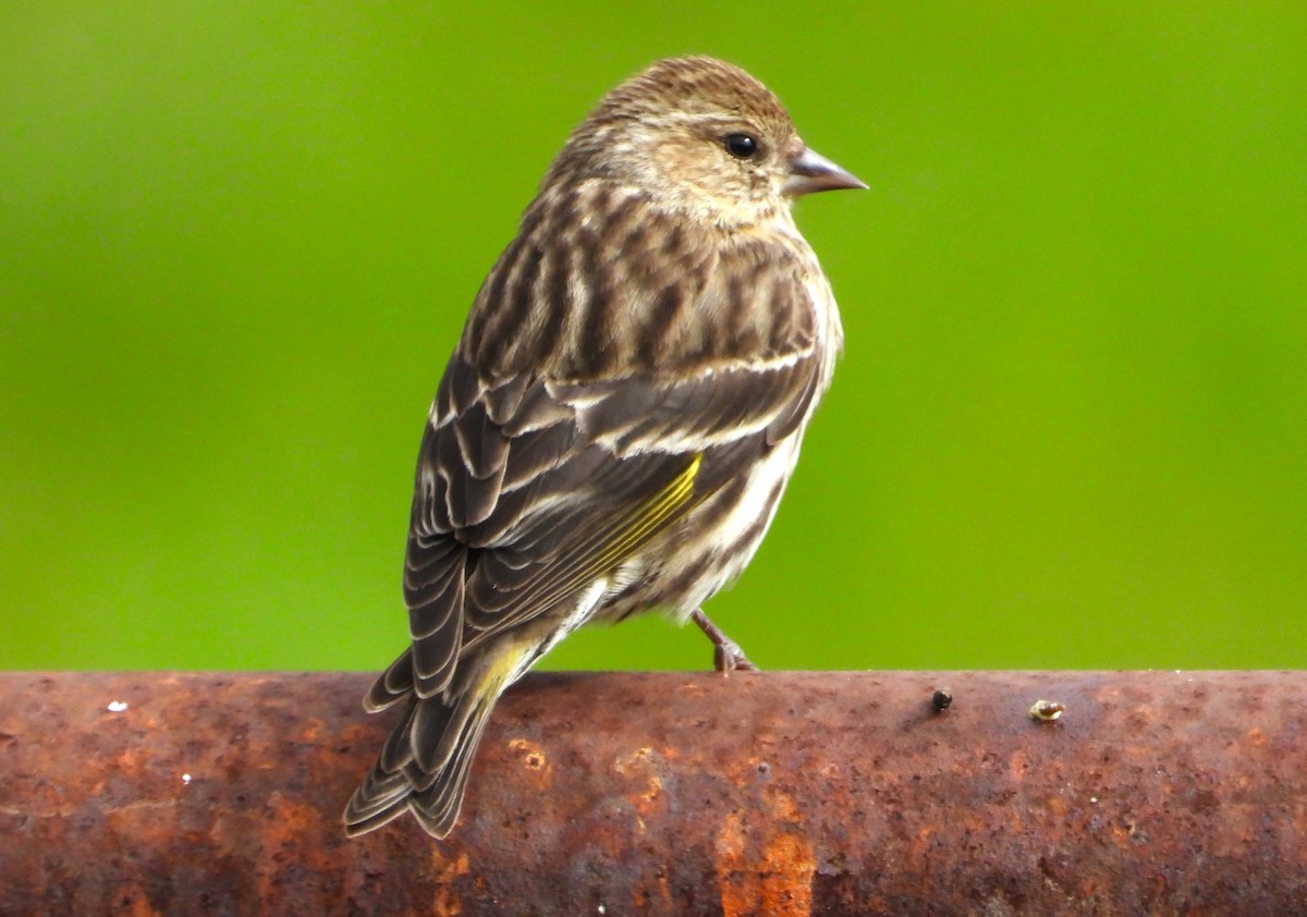 Pine Siskin - ML615840457