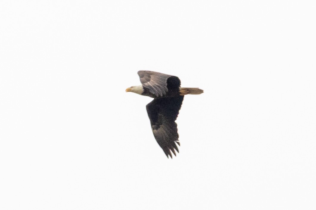 Bald Eagle - ML615840460