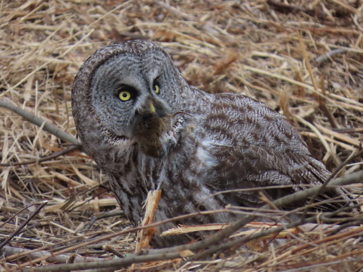 Great Gray Owl - ML615840481