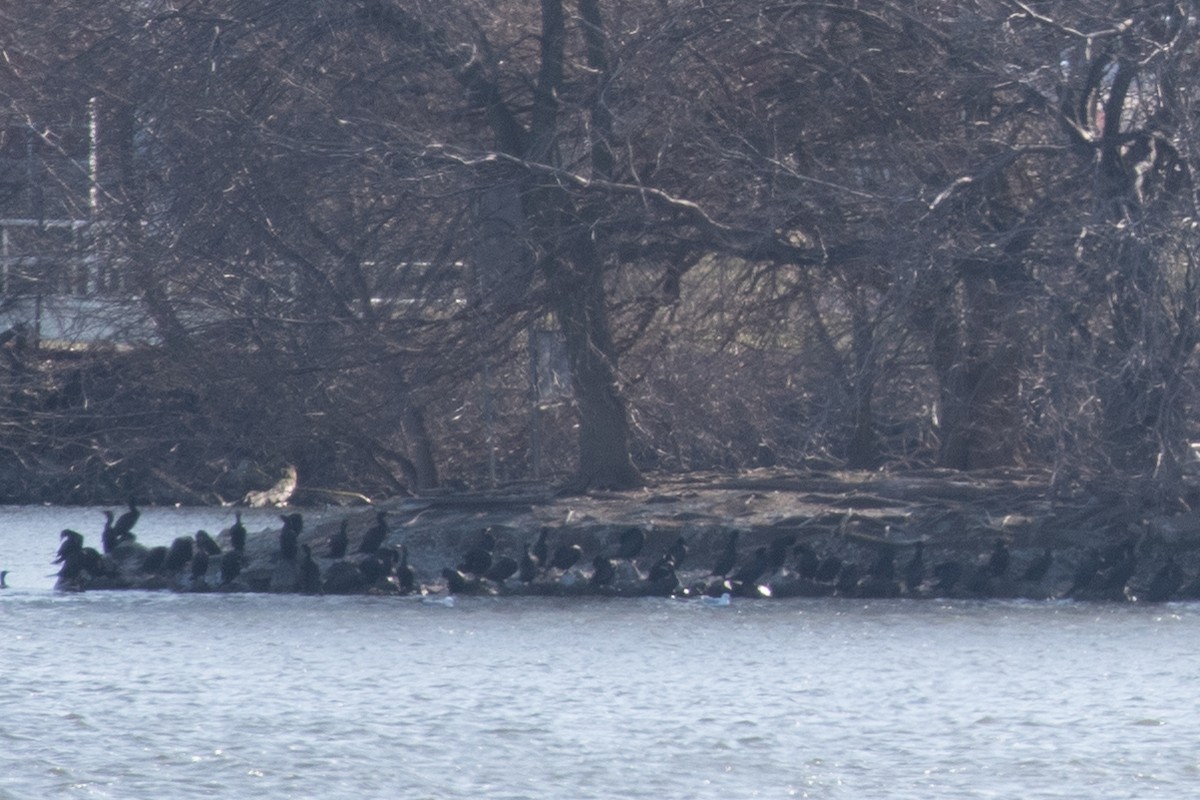 Double-crested Cormorant - ML615840490