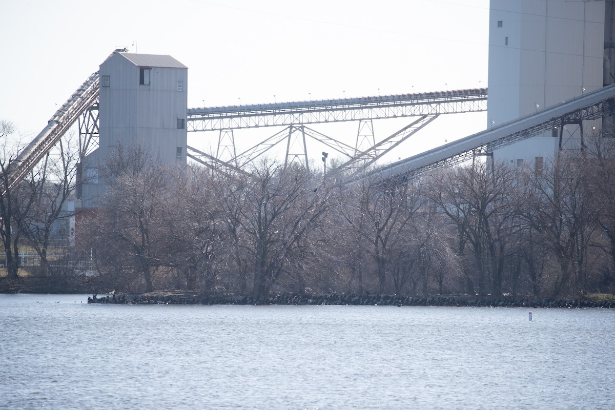 Double-crested Cormorant - ML615840492
