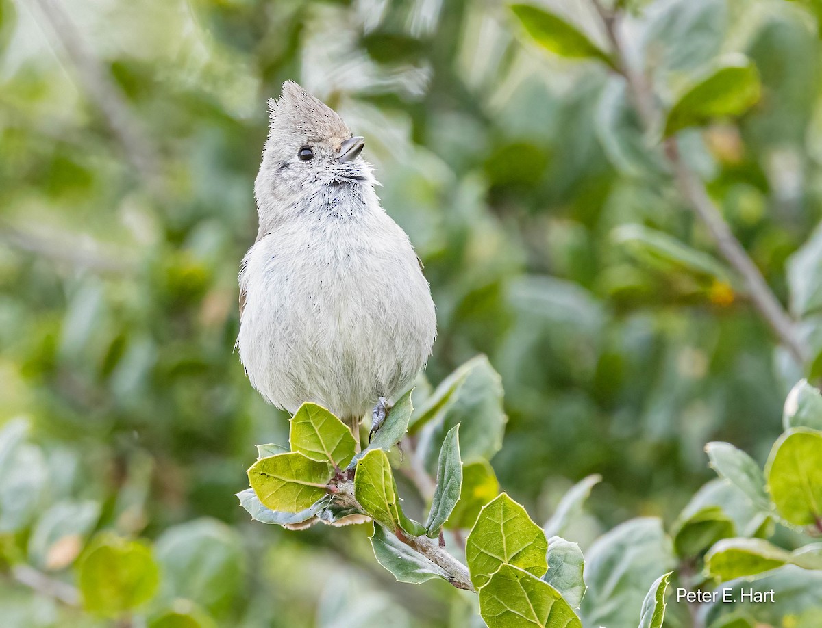 Oak Titmouse - ML615840499