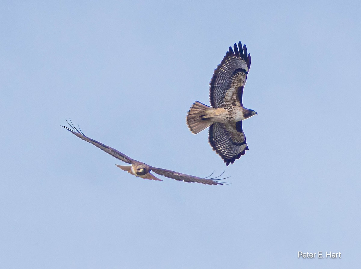 Red-tailed Hawk - ML615840518