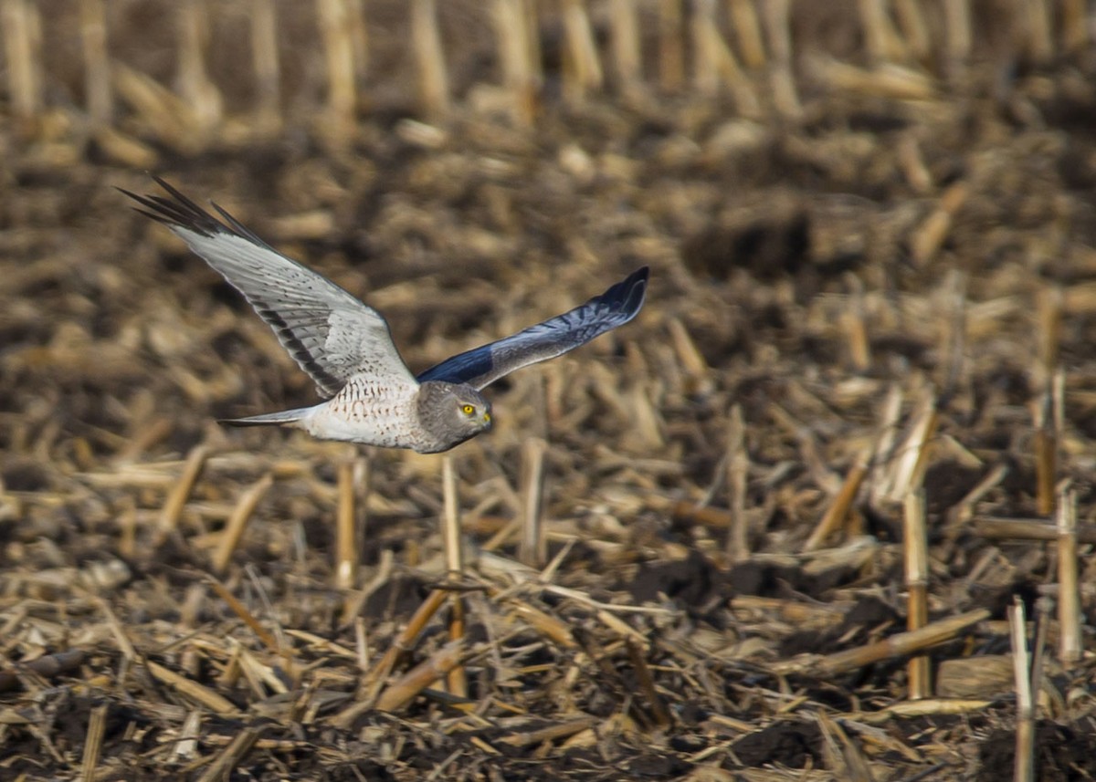 Northern Harrier - Josiah Vandenberg