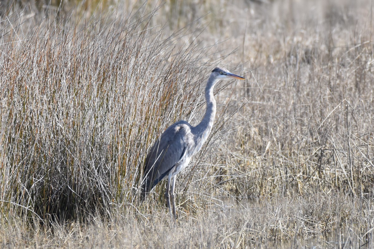 Great Blue Heron - C  Thorn