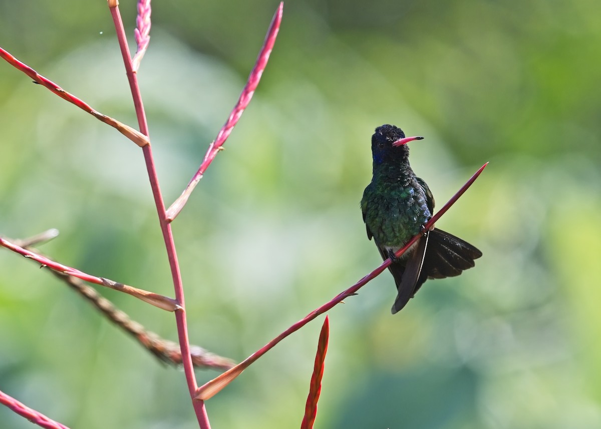 kolibřík modrohlavý - ML615840542