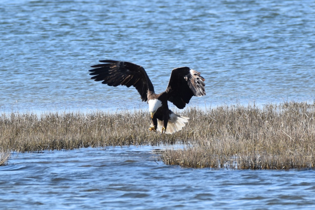 Bald Eagle - C  Thorn