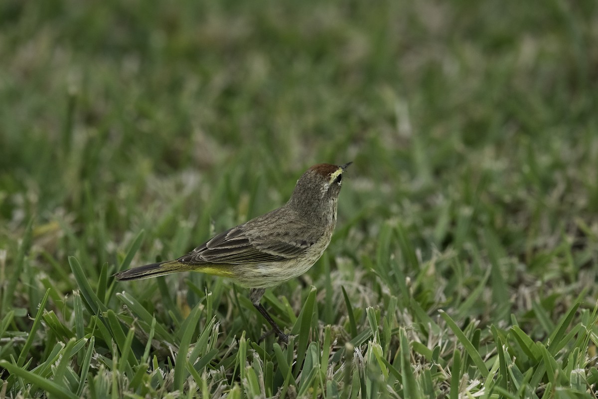 Palm Warbler - ML615840560