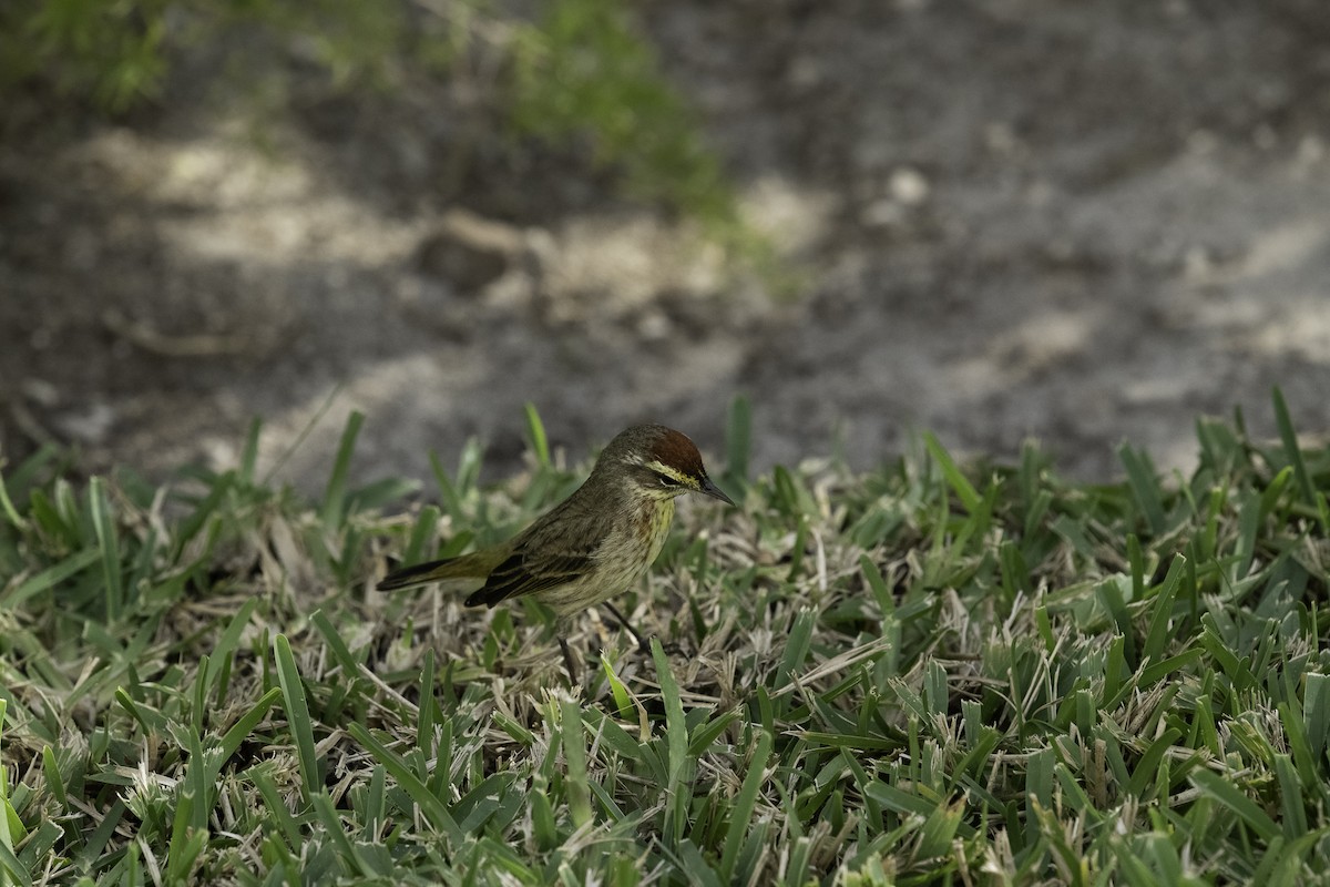 Palm Warbler - ML615840562