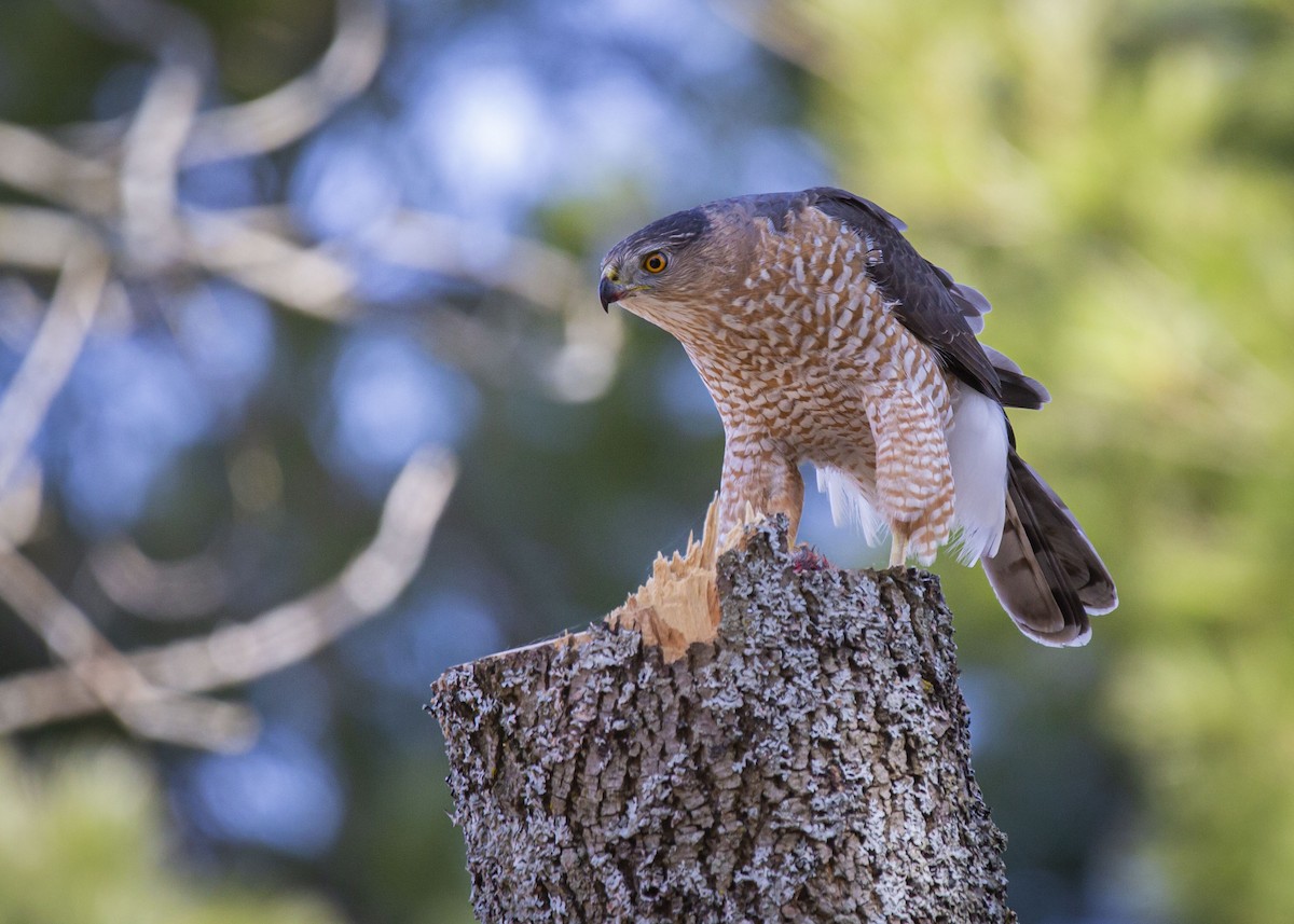 Cooper's Hawk - Josiah Vandenberg