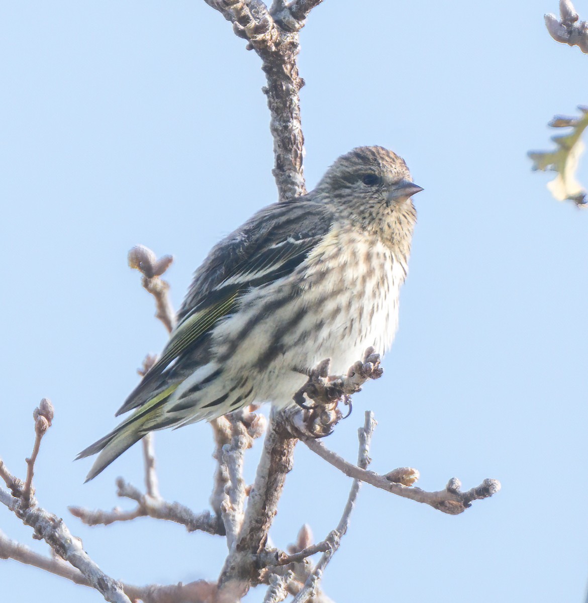 Pine Siskin - ML615840590