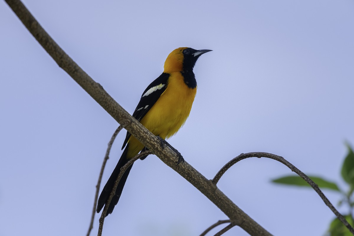 Hooded Oriole - ML615840597