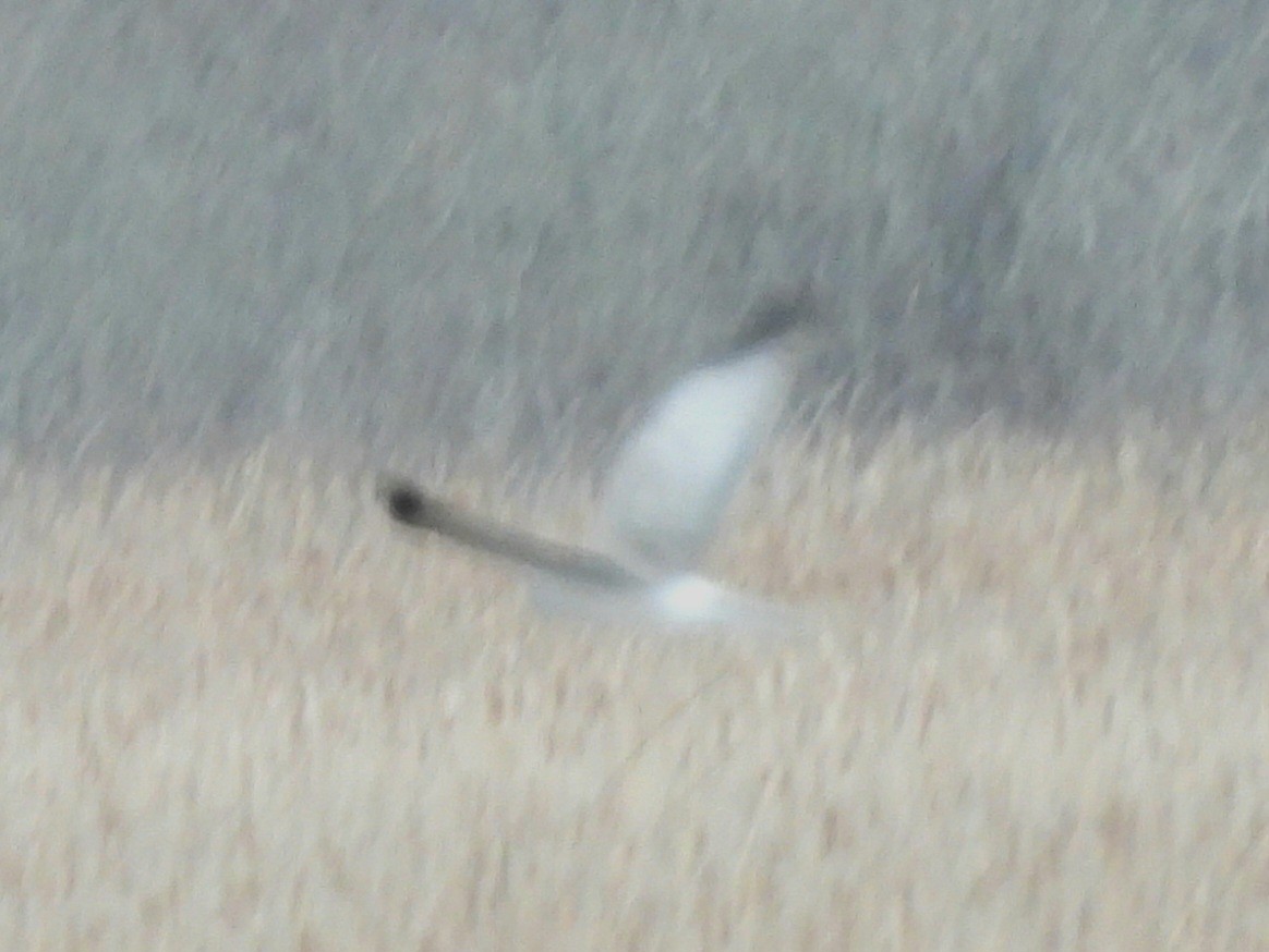 Northern Harrier - ML615840650