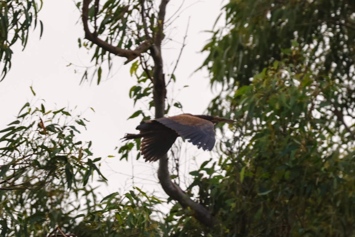 Black Bittern - ML615840740