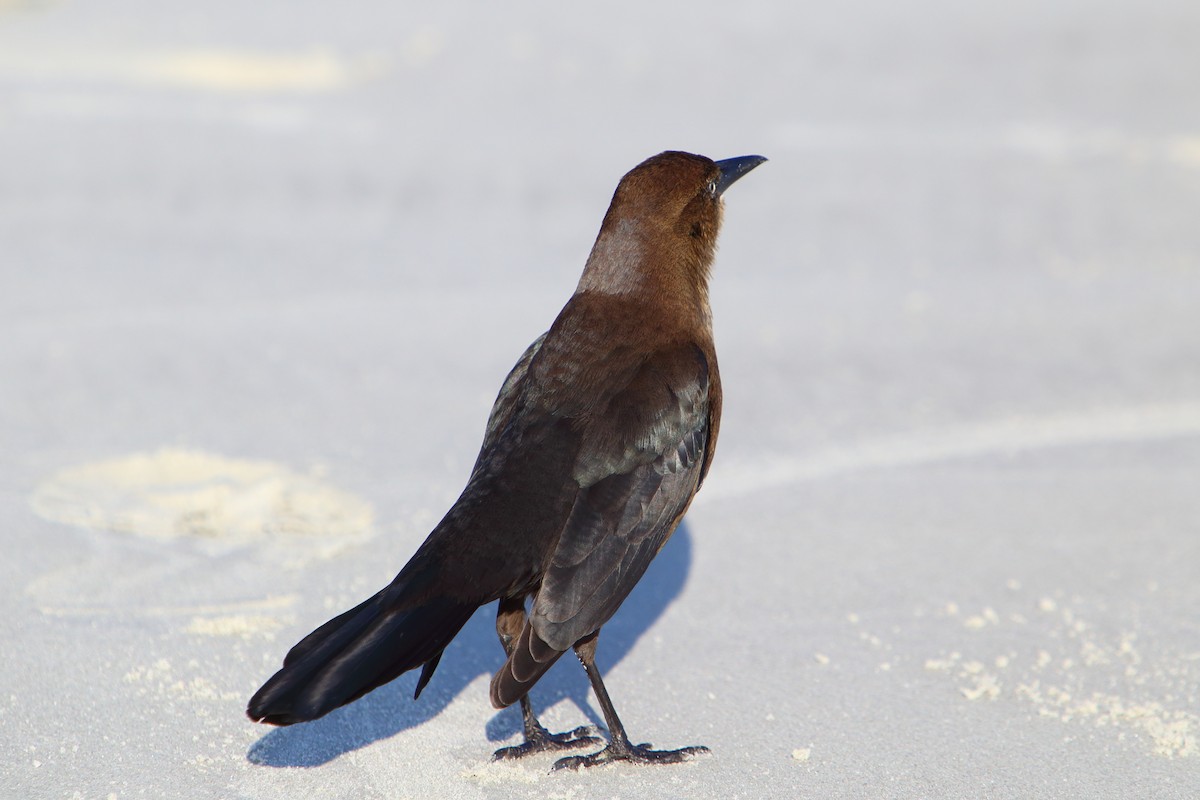 Boat-tailed Grackle - Yiming Qiu