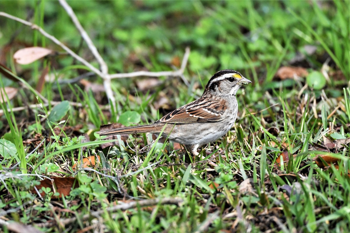 White-throated Sparrow - Mark Miller