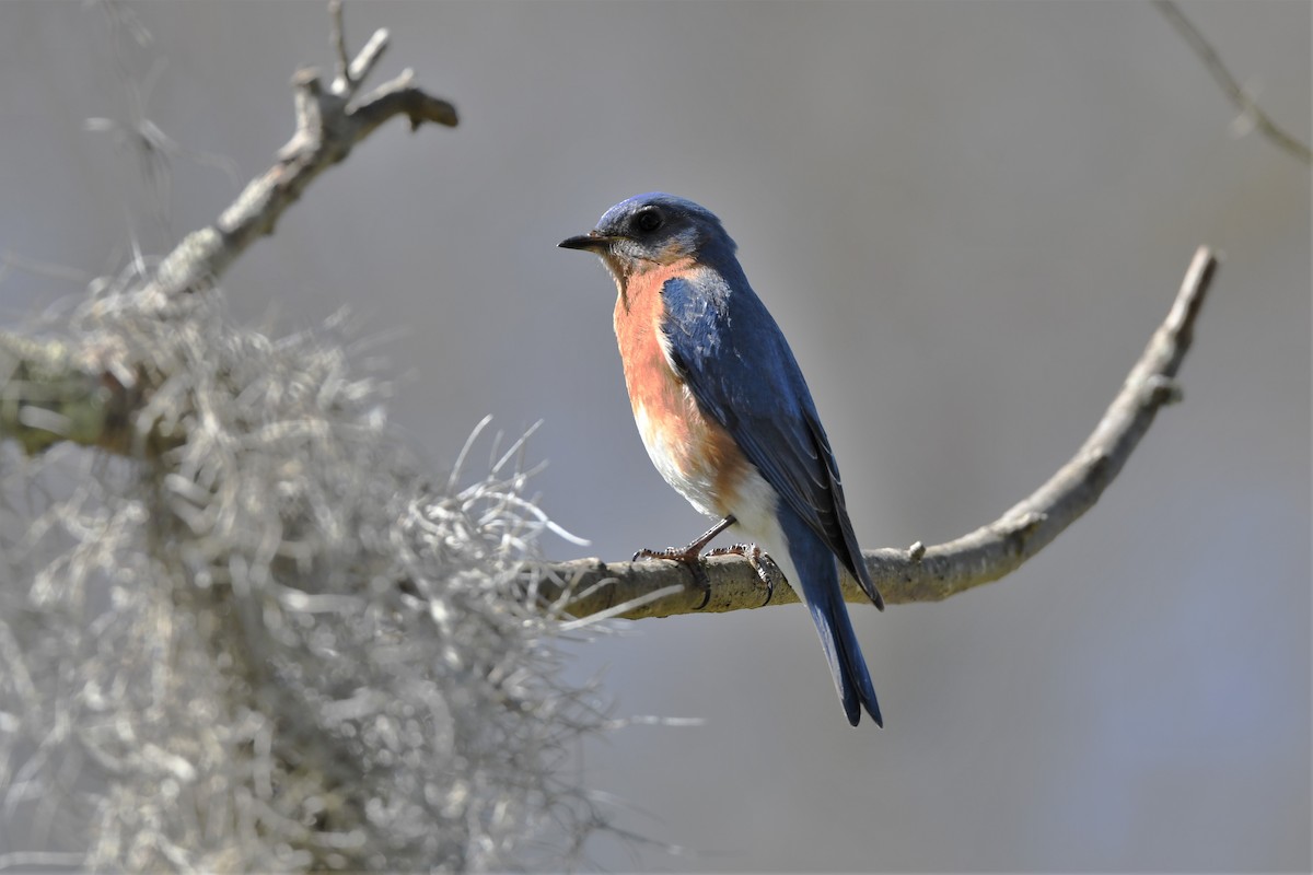 Eastern Bluebird - Mark Miller