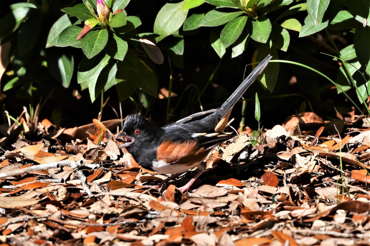 Eastern Towhee - Mark Miller