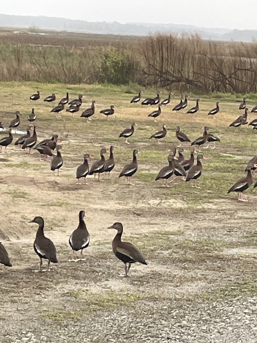 Black-bellied Whistling-Duck - ML615840807