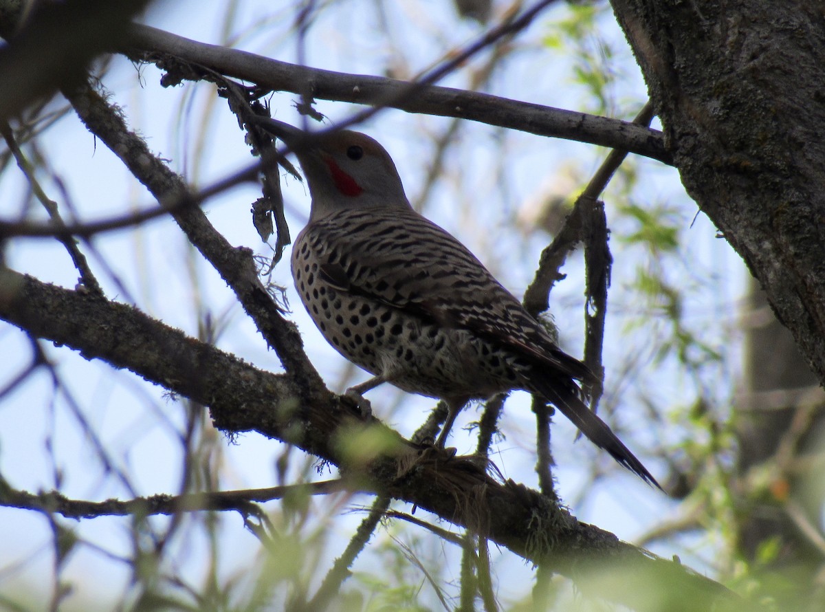 Northern Flicker - ML615840823