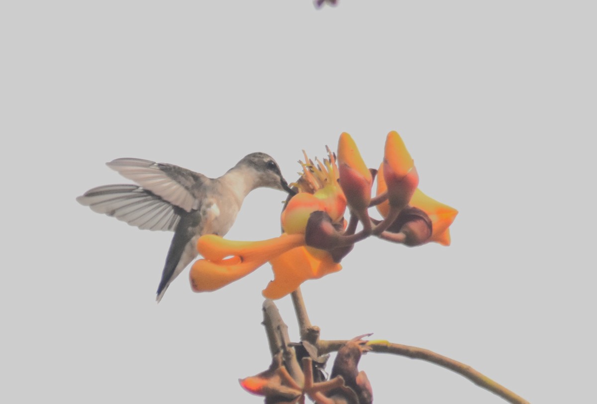 Рубиновогорлый колибри - ML615840855