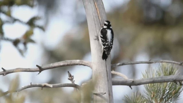 Downy Woodpecker - ML615840856