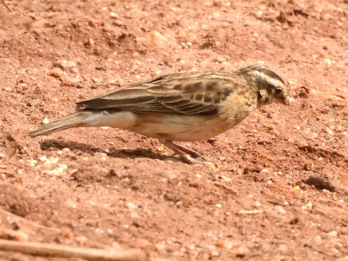 Cinnamon-breasted Bunting - Colin Fisher