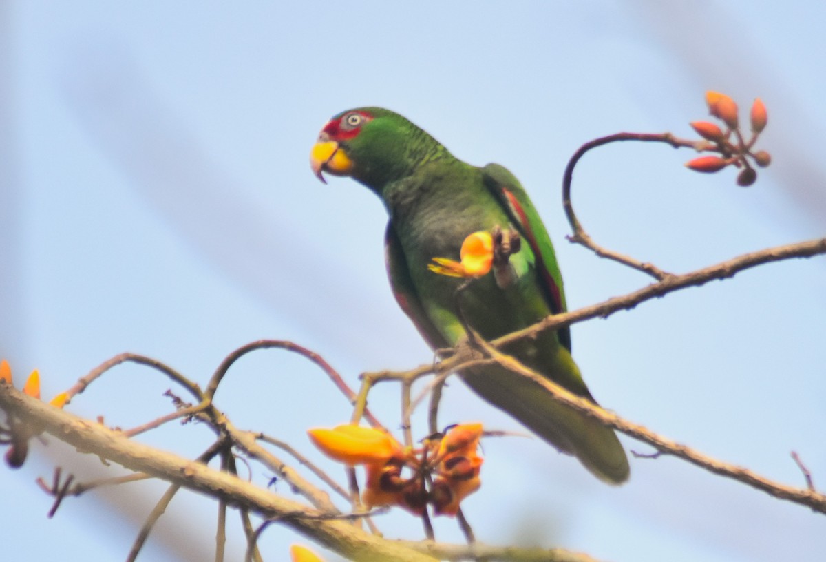 White-fronted Parrot - ML615840911