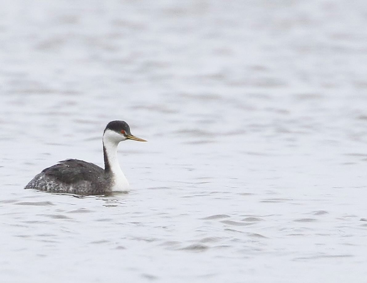 Western Grebe - ML615840962