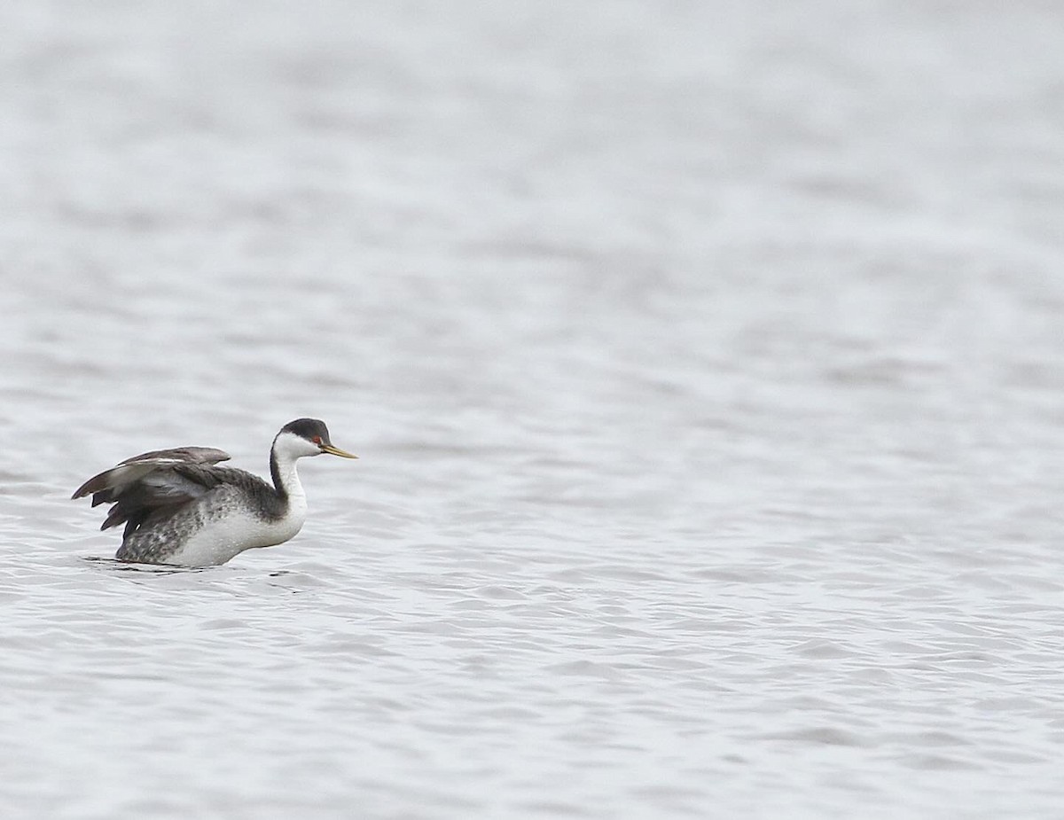 Western Grebe - ML615840964