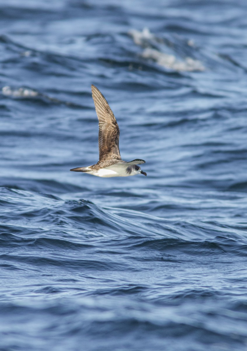 Juan Fernandez Petrel - Nicolas Araya Stuardo