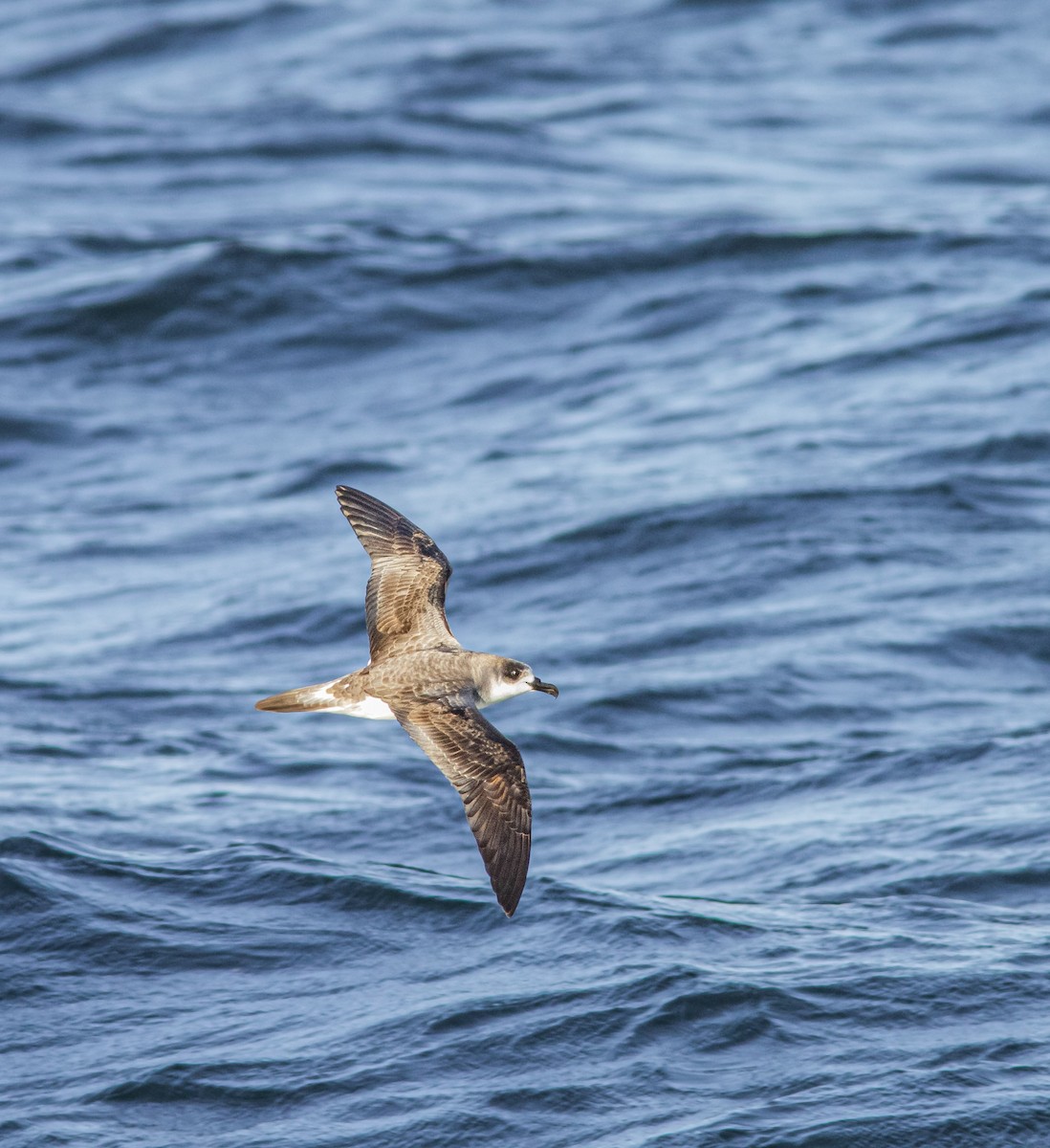 Juan Fernandez Petrel - Nicolas Araya Stuardo