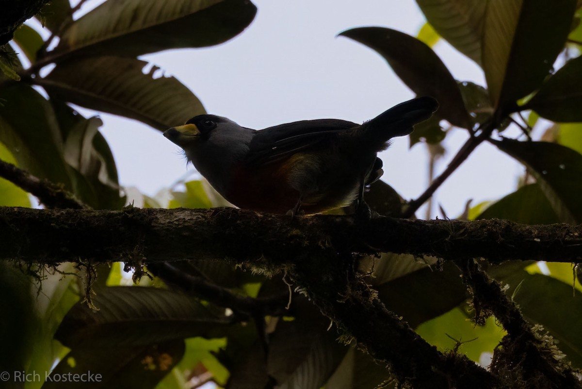 Toucan Barbet - Rich Kostecke