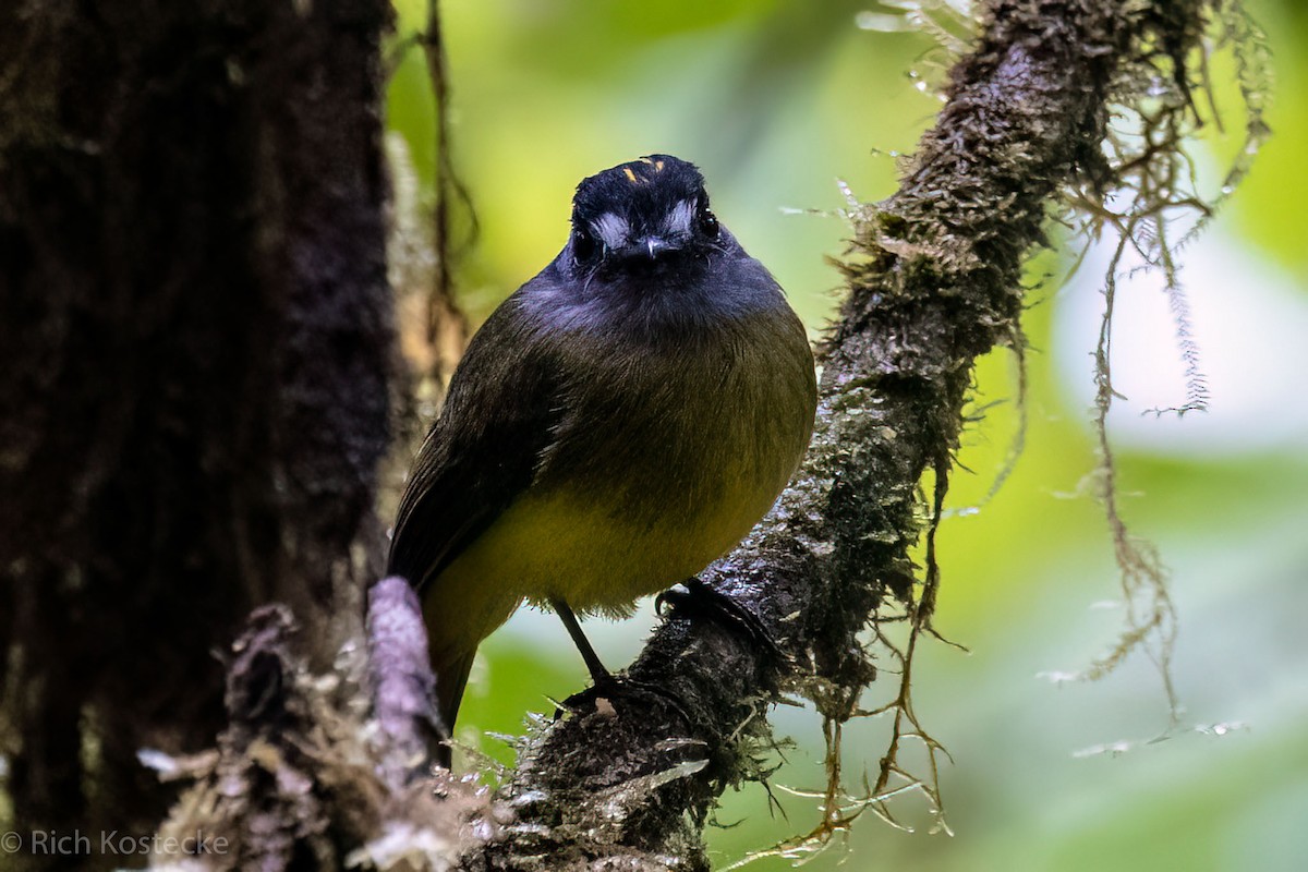 Ornate Flycatcher - Rich Kostecke