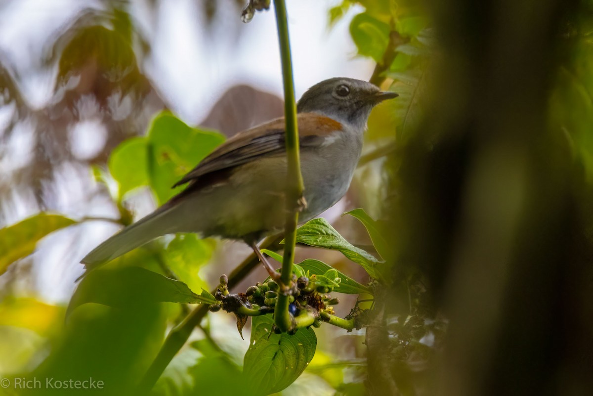 Andean Solitaire - Rich Kostecke