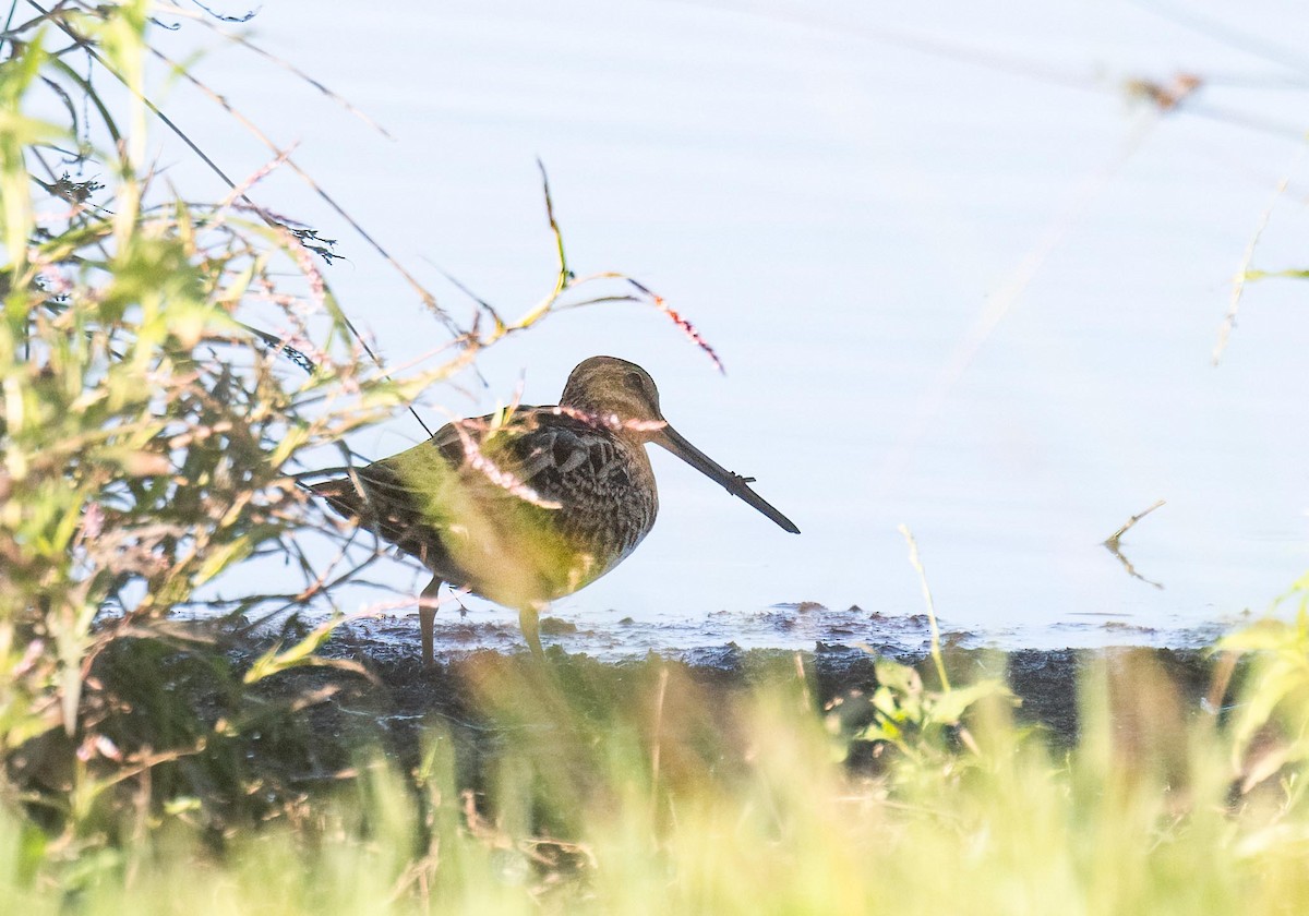 Latham's Snipe - ML615841190