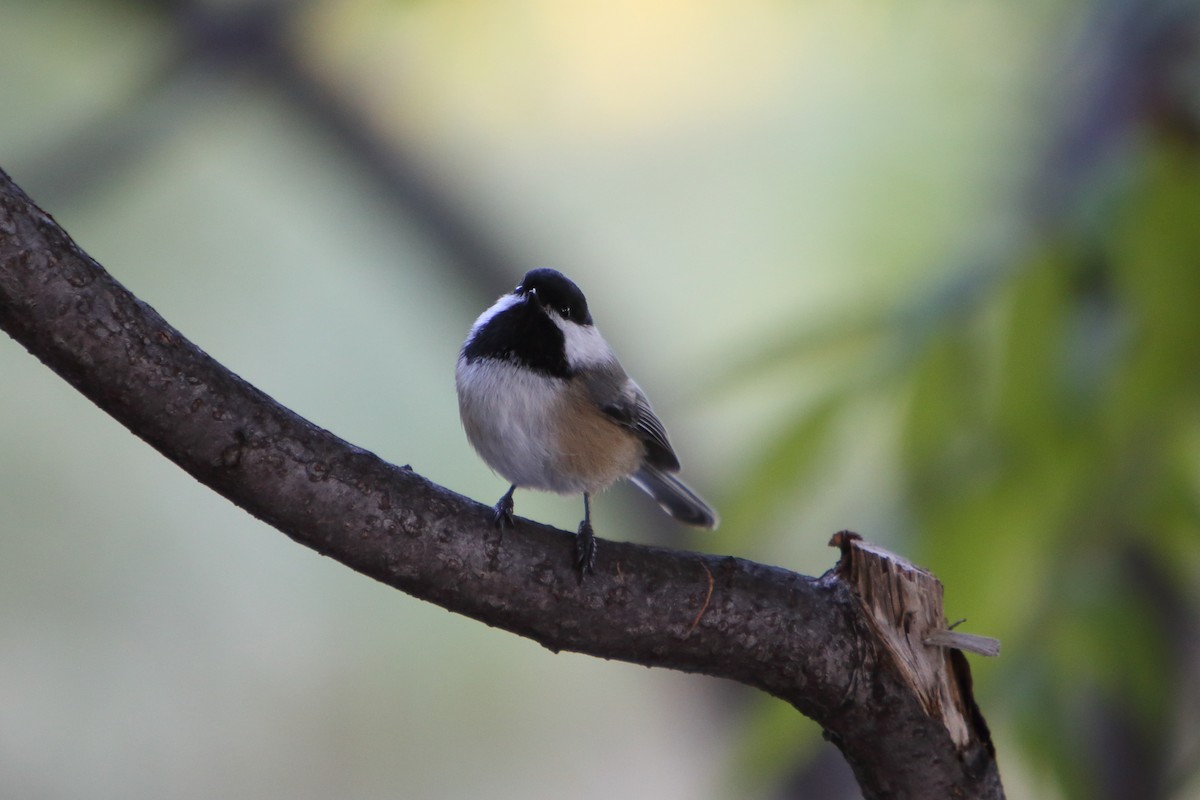 Black-capped Chickadee - Yiming Qiu