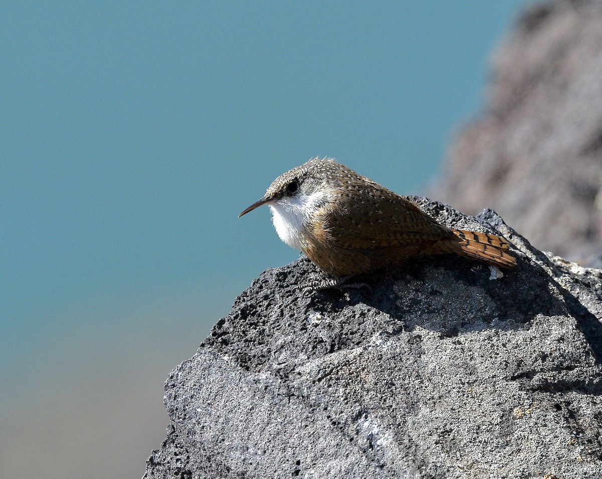 Canyon Wren - Norman Eshoo