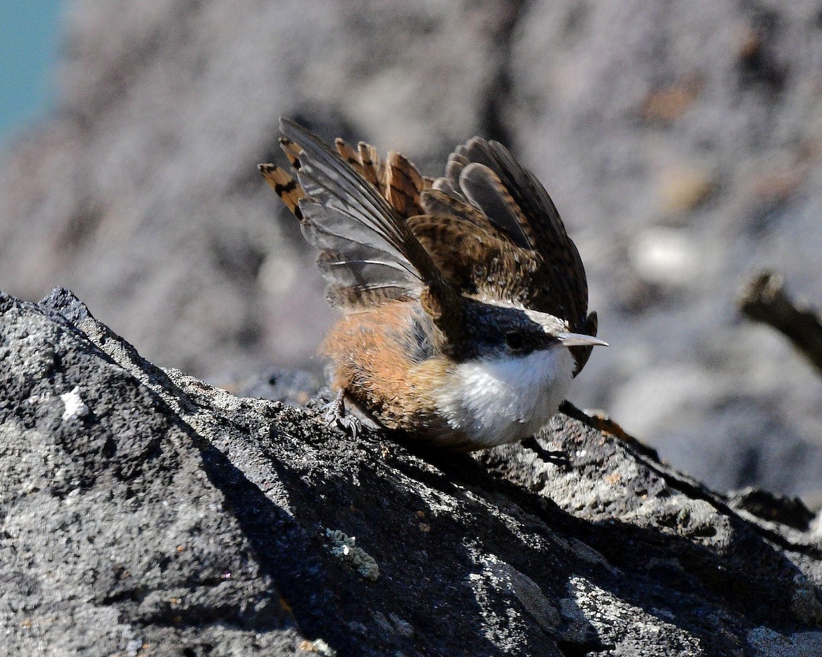 Canyon Wren - Norman Eshoo