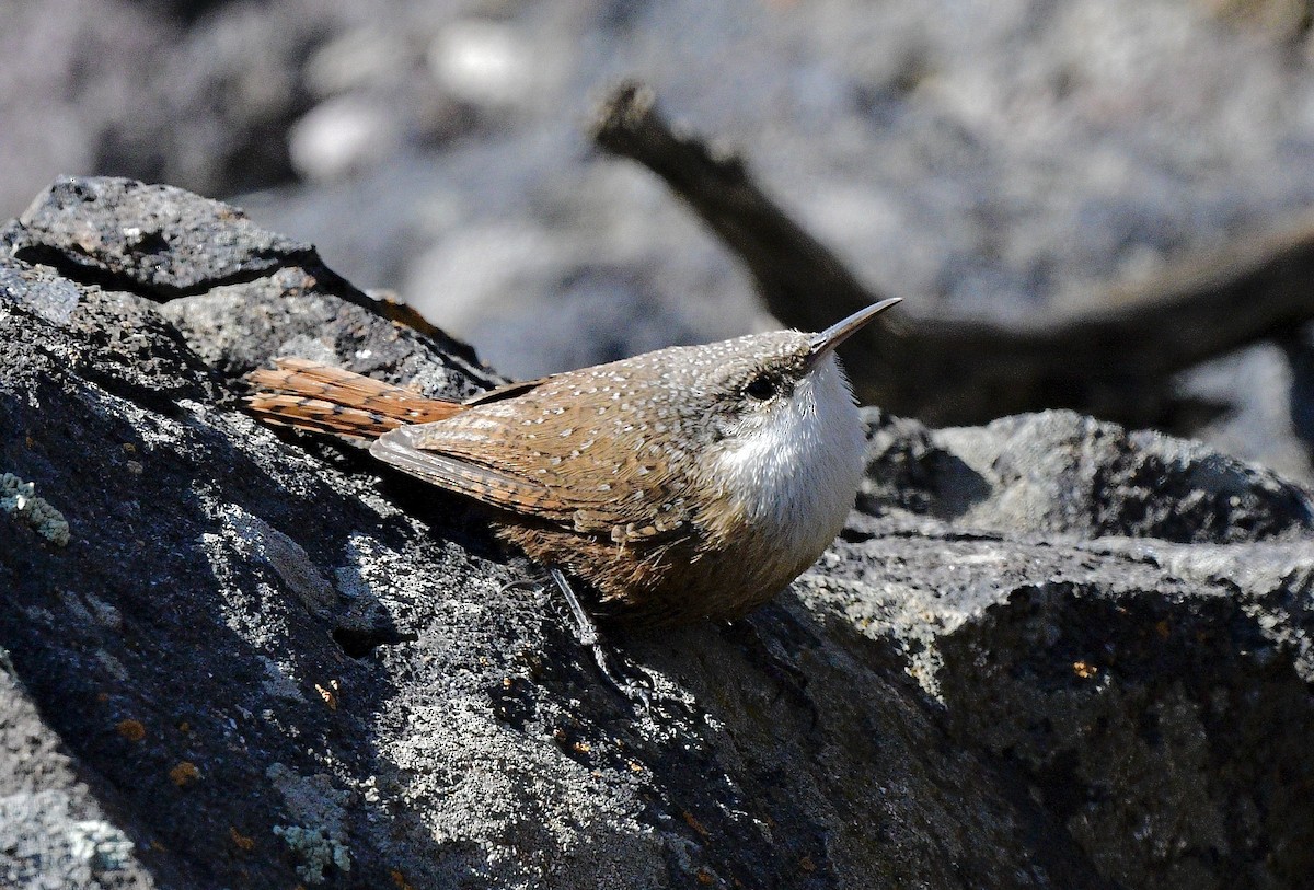 Canyon Wren - Norman Eshoo