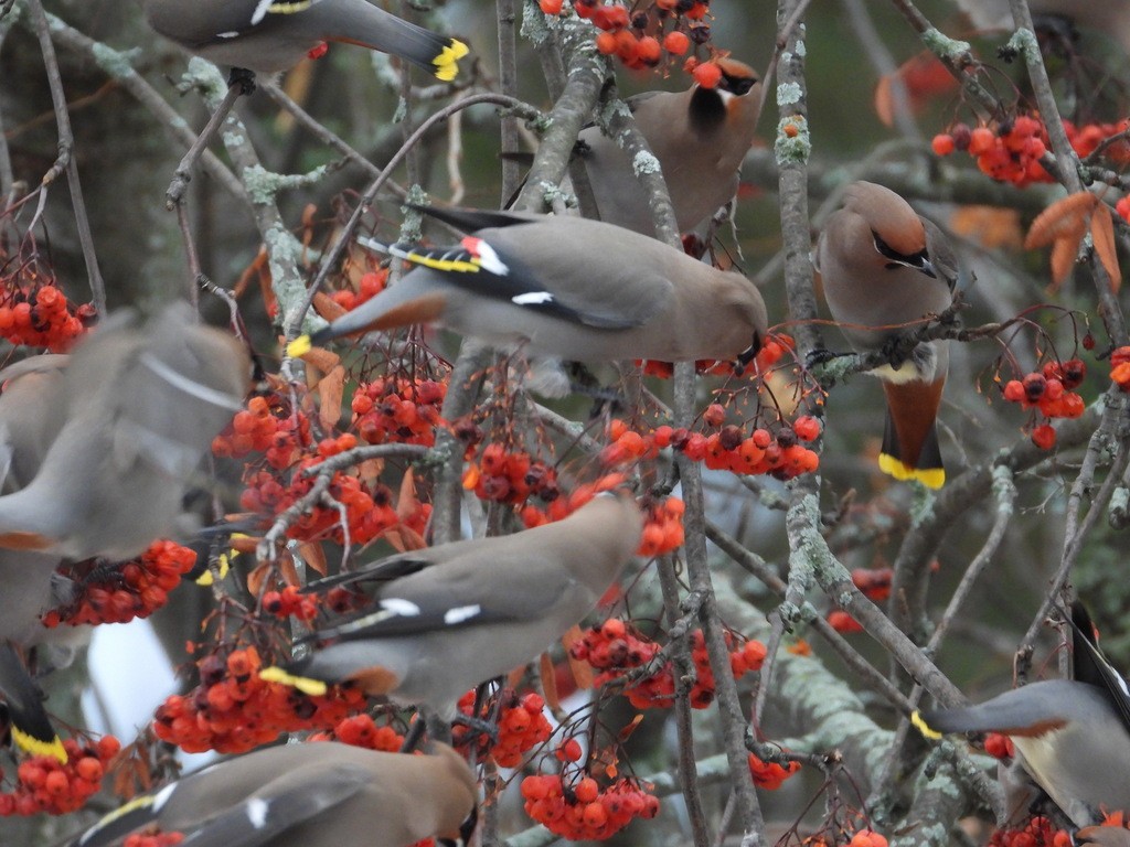 Bohemian Waxwing - ML615841301