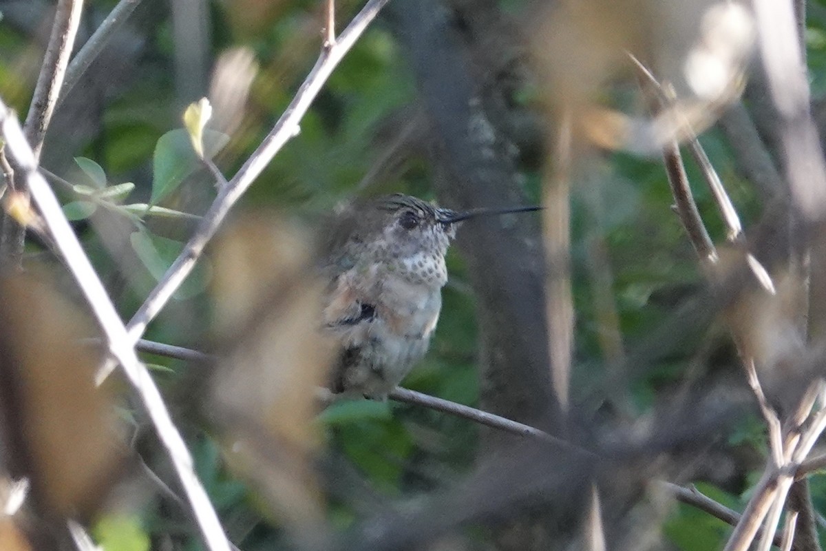 Broad-tailed Hummingbird - ML615841364