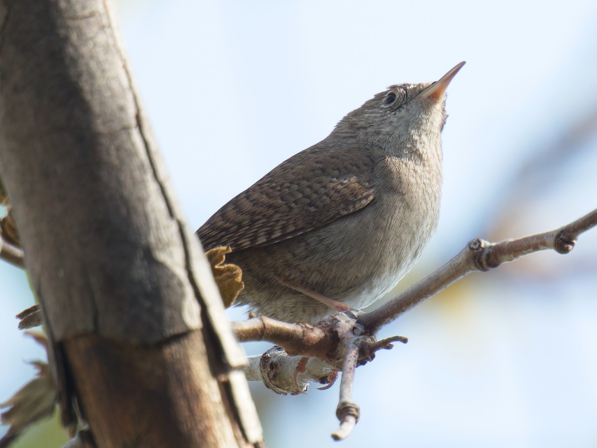 Northern House Wren - ML615841418