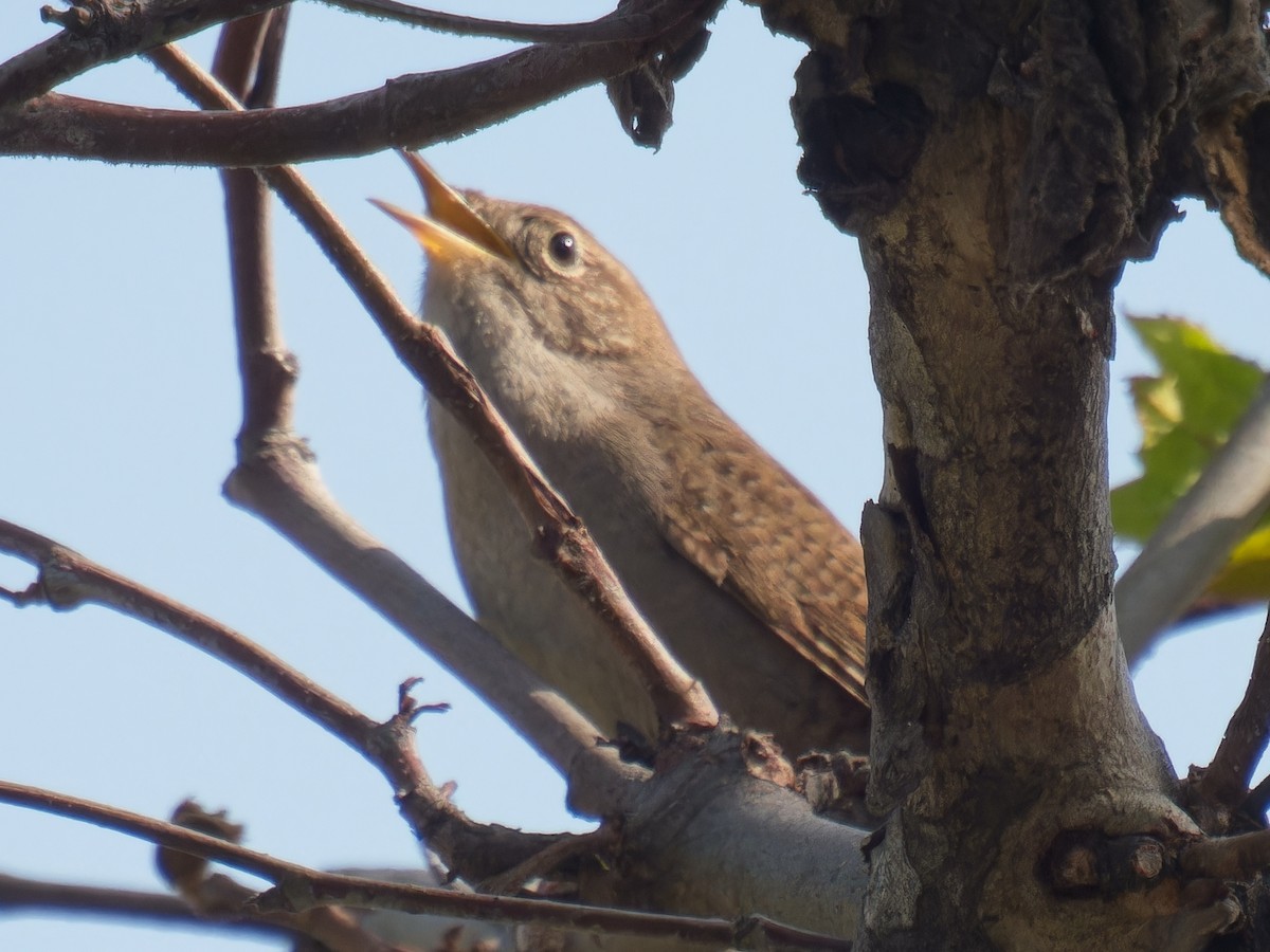 Northern House Wren - ML615841419