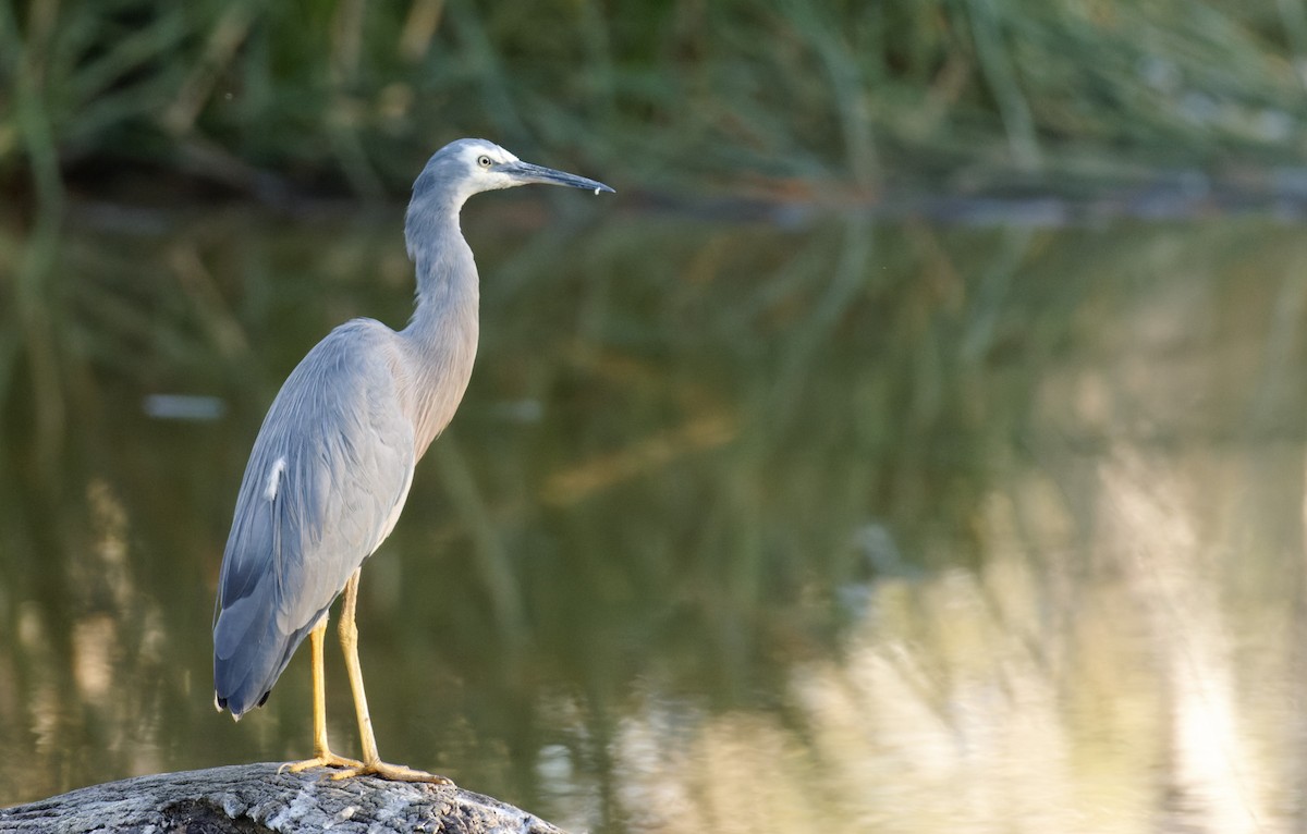 White-faced Heron - ML615841497