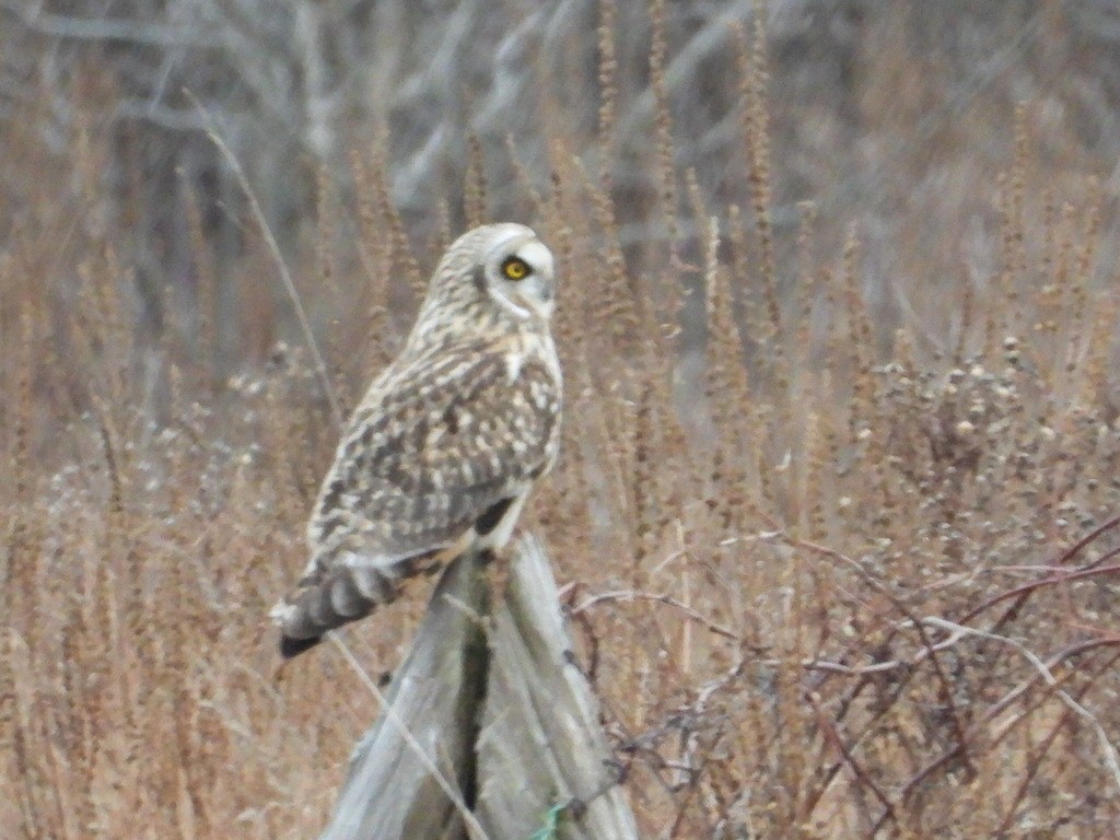 Short-eared Owl - Liam Thorne