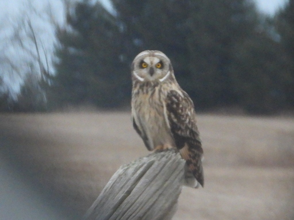 Short-eared Owl - Liam Thorne